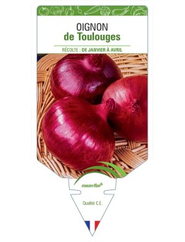 OIGNON DE TOULOUGES