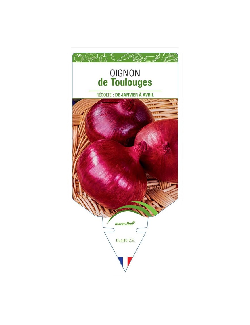 OIGNON DE TOULOUGES