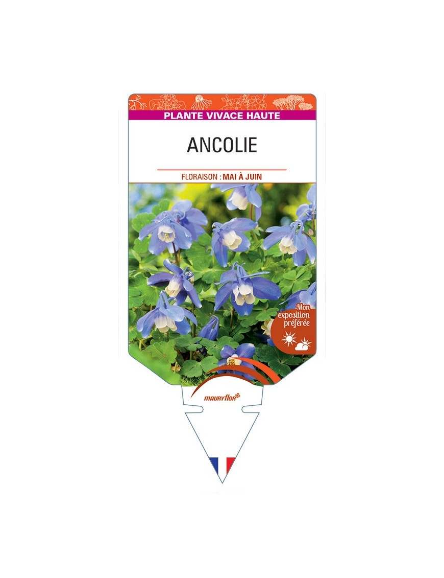 ANCOLIE (bleu/blanc) *