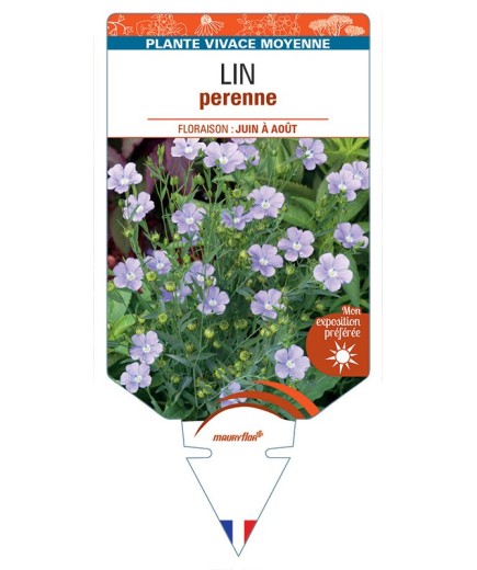 LIN perenne (bleu) *