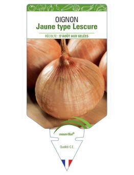 OIGNON JAUNE TYPE LESCURE