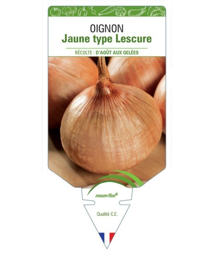 OIGNON JAUNE TYPE LESCURE