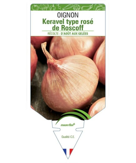 OIGNON KERAVEL TYPE ROSE DE ROSCOFF