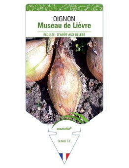 OIGNON MUSEAU DE LIÈVRE