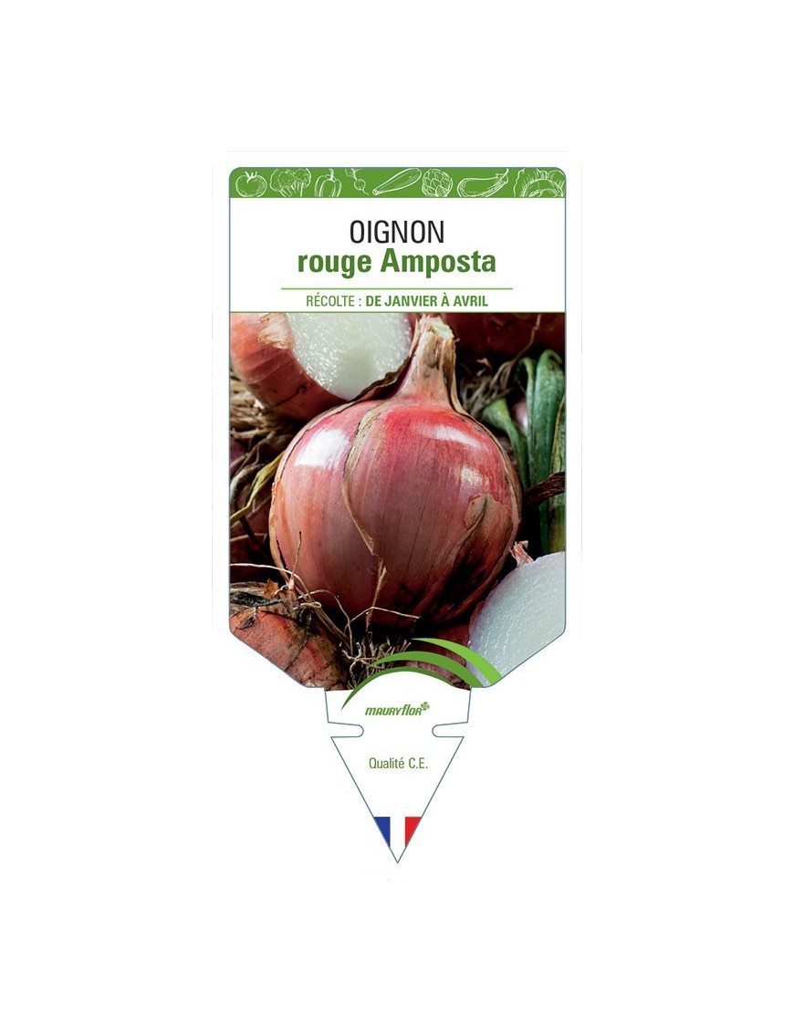 OIGNON ROUGE AMPOSTA