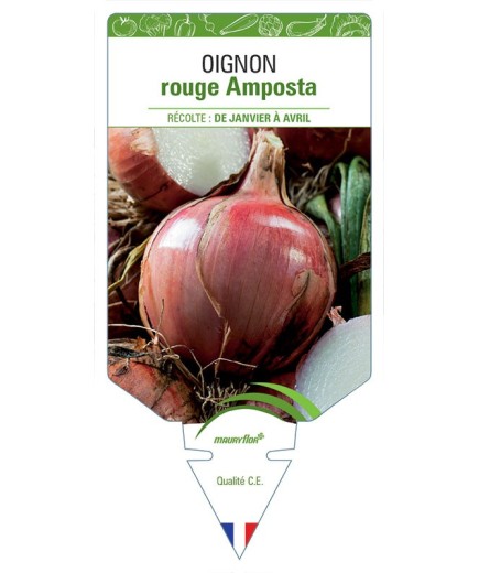 OIGNON ROUGE AMPOSTA