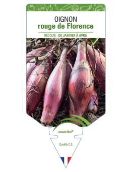 OIGNON ROUGE DE FLORENCE