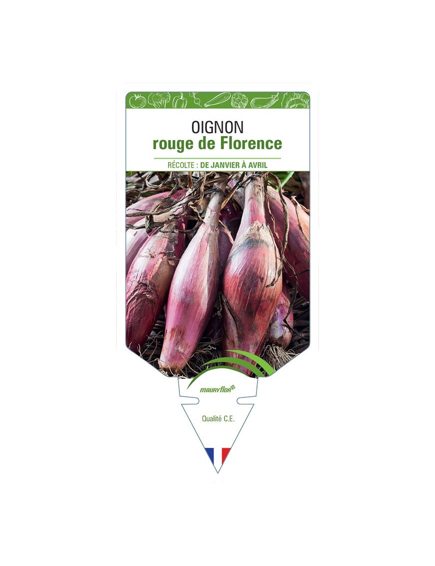 OIGNON ROUGE DE FLORENCE