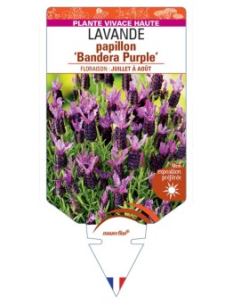 LAVANDULA stoechas 'Bandera Purple' voir LAVANDE papillon *