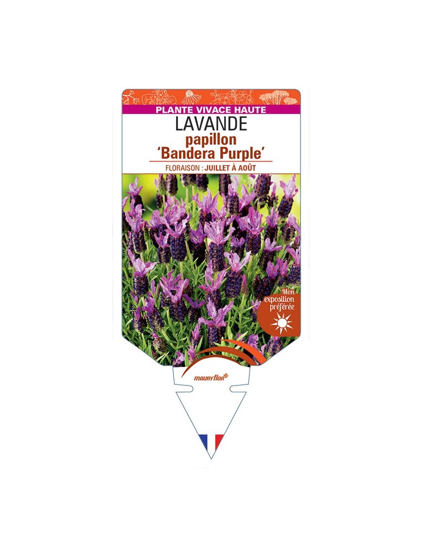 LAVANDULA stoechas 'Bandera Purple' voir LAVANDE papillon *
