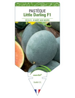 PASTÈQUE LITTLE DARLING F1