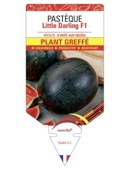 PASTÈQUE LITTLE DARLING F1 PLANT GREFFÉ