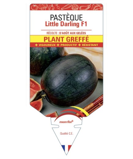 PASTÈQUE LITTLE DARLING F1 PLANT GREFFÉ