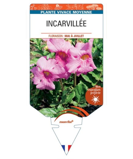 INCARVILLEA (delavayi rose) *