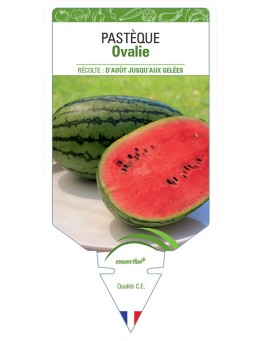 PASTÈQUE OVALIE