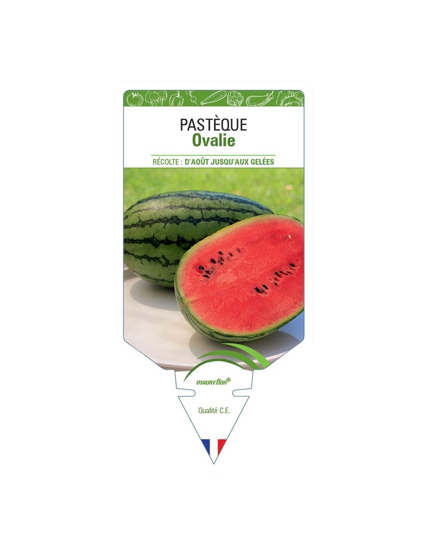 PASTÈQUE OVALIE