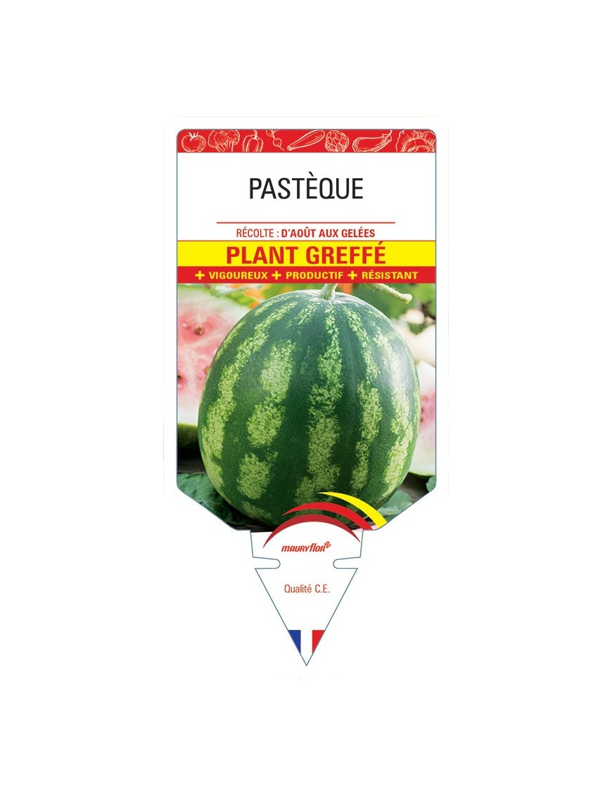 PASTÈQUE PLANT GREFFÉ