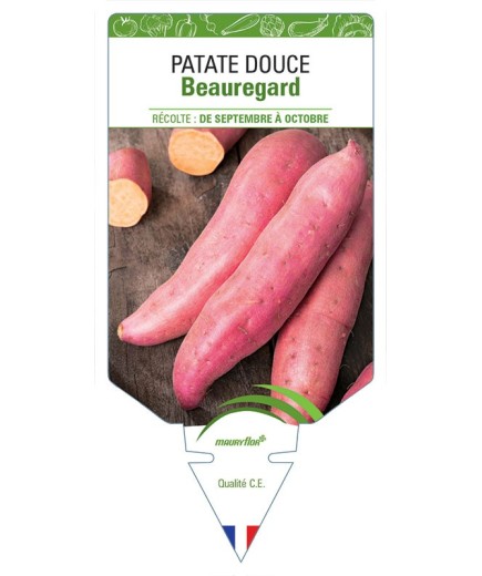 PATATE DOUCE BEAUREGARD