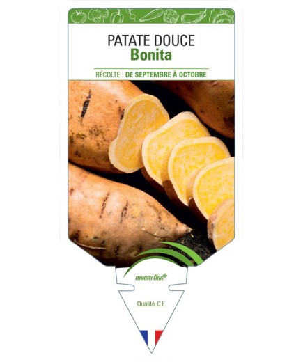 PATATE DOUCE BONITA