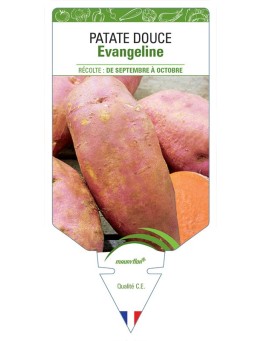 PATATE DOUCE EVANGELINE