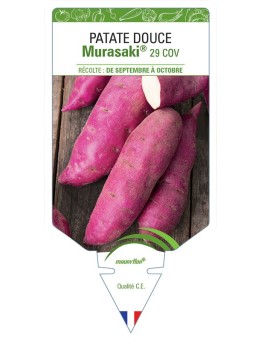 PATATE DOUCE MURASAKI® 29 COV