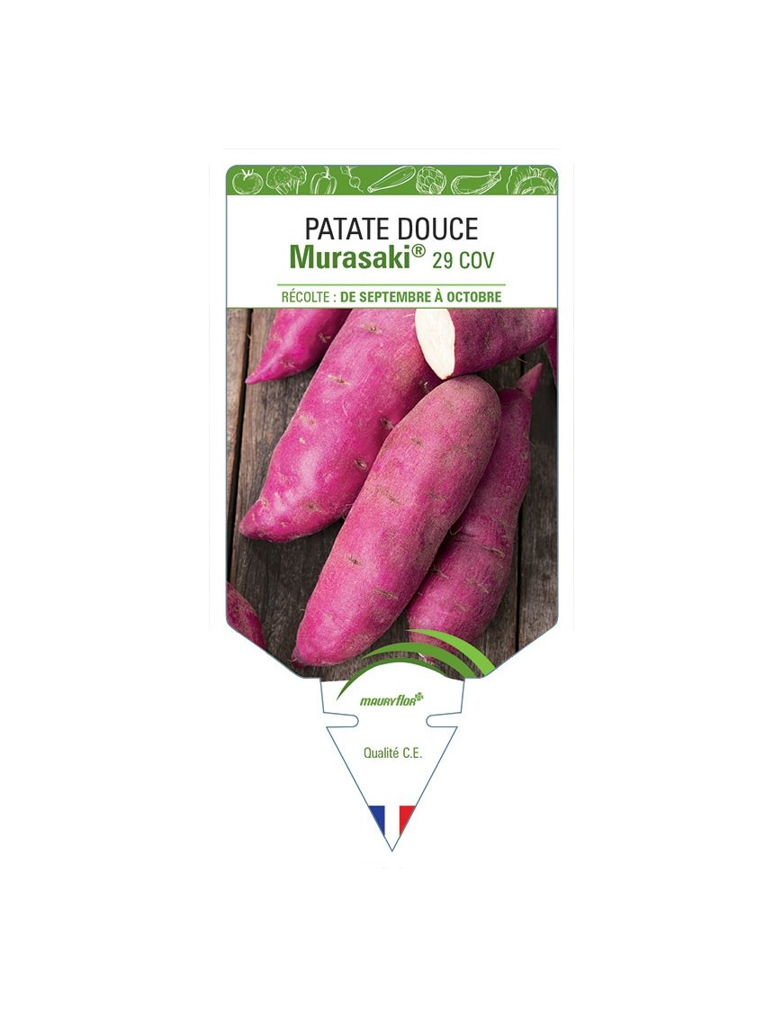 PATATE DOUCE MURASAKI® 29 COV
