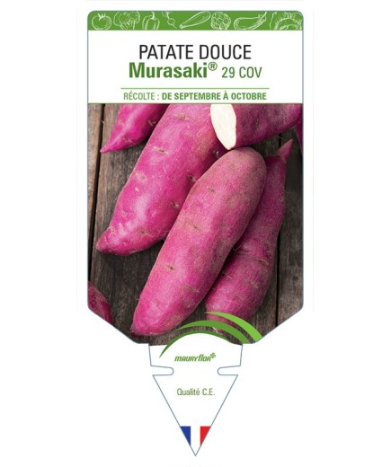 PATATE DOUCE MURASAKI® 29 COV