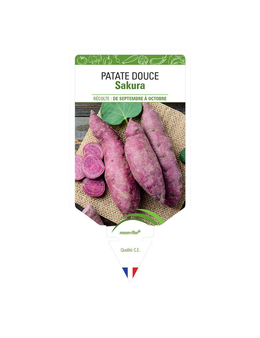 PATATE DOUCE SAKURA