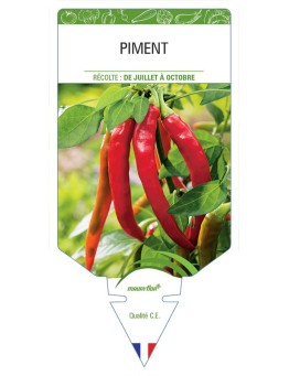 PIMENT