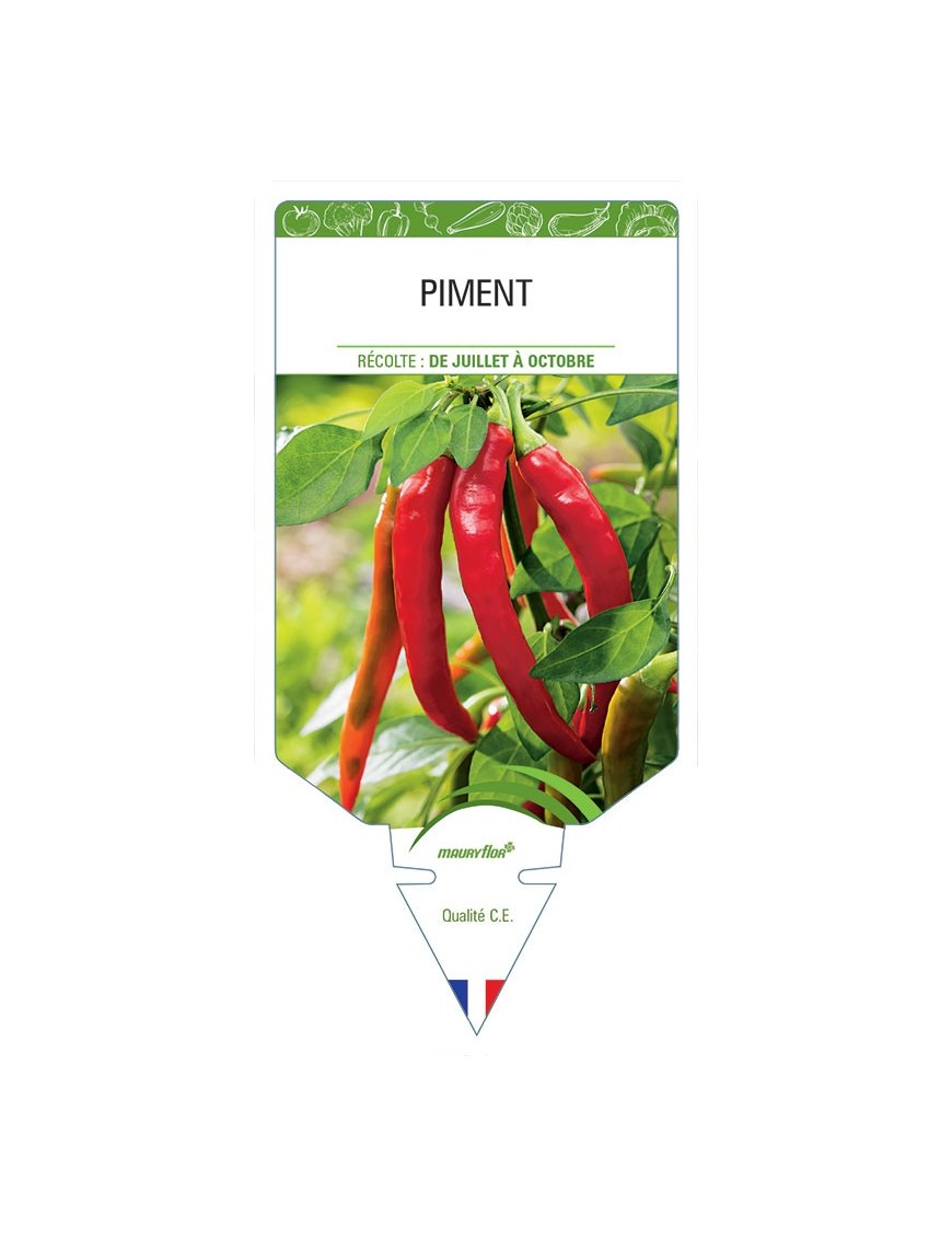 PIMENT