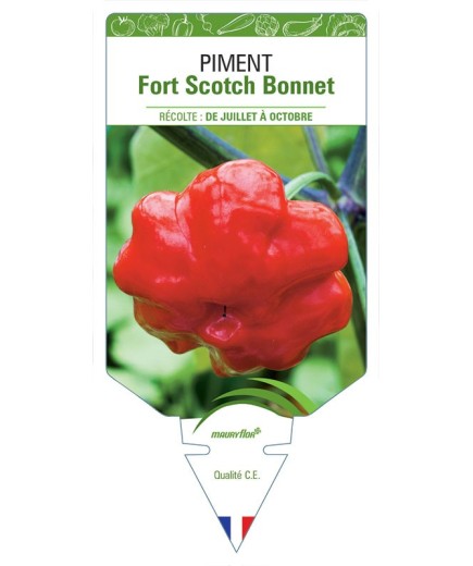 PIMENT FORT SCOTCH BONNET