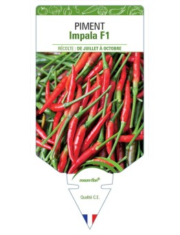 PIMENT IMPALA F1