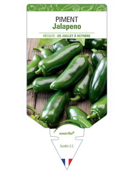 PIMENT JALAPENO