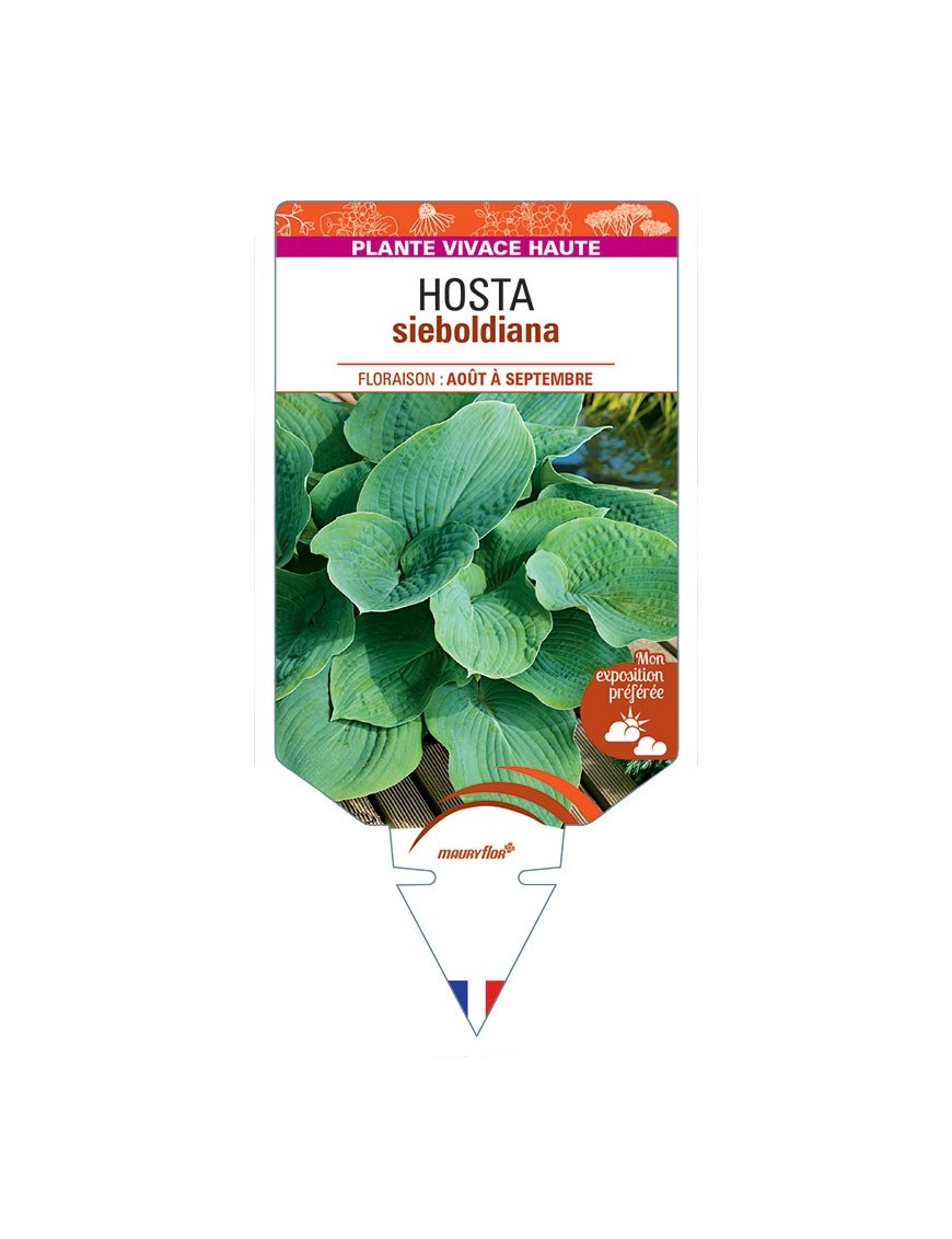 HOSTA sieboldiana (bleu) *