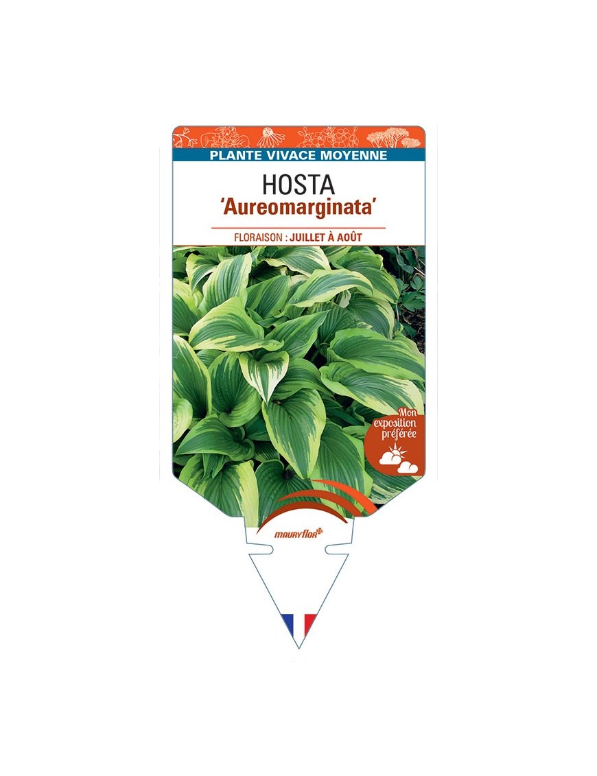 HOSTA Aureomarginata *