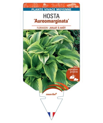 HOSTA Aureomarginata *