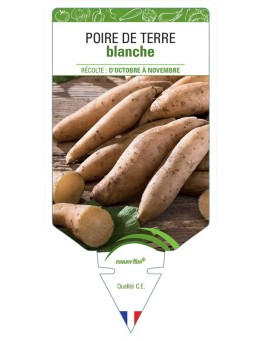 POIRE DE TERRE BLANCHE