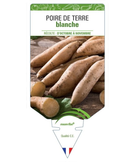 POIRE DE TERRE BLANCHE
