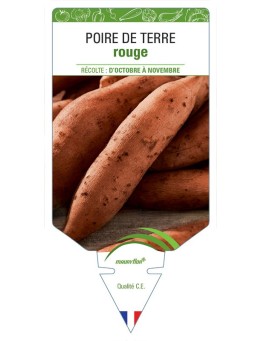 POIRE DE TERRE ROUGE