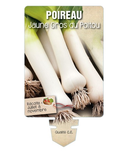 POIREAU JAUNE GROS DU POITOU