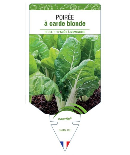 POIRÉE À CARDE BLONDE