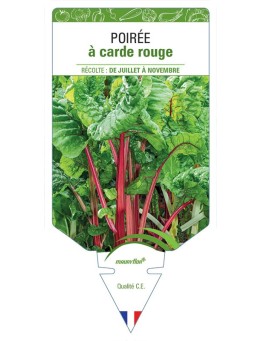 POIRÉE À CARDE ROUGE