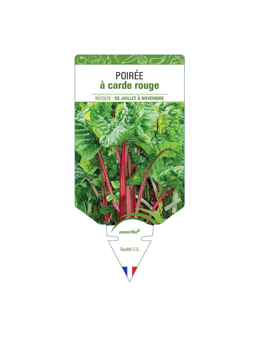 POIRÉE À CARDE ROUGE