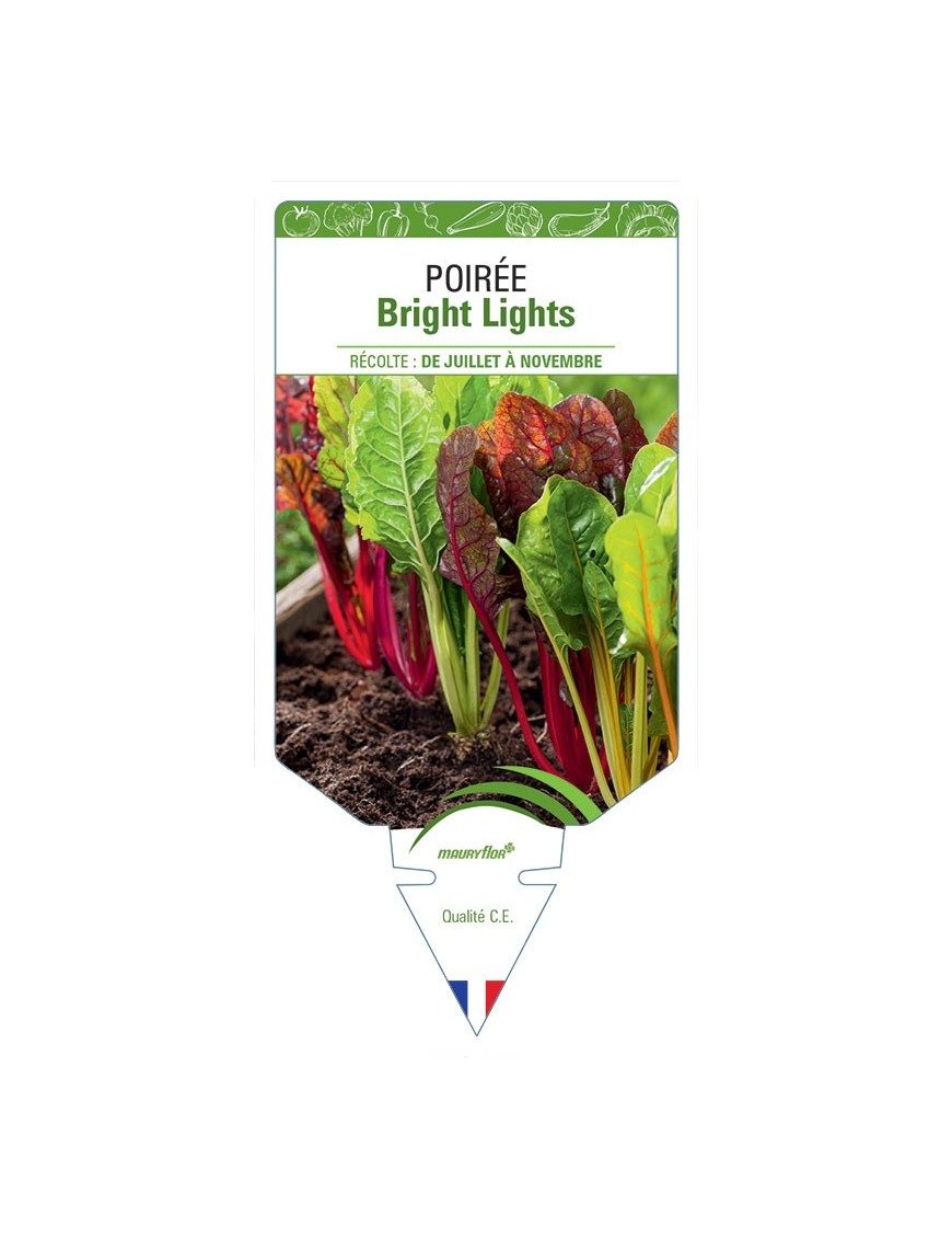 POIRÉE BRIGHT LIGHTS