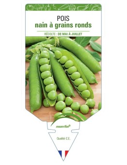 POIS NAIN À GRAINS RONDS