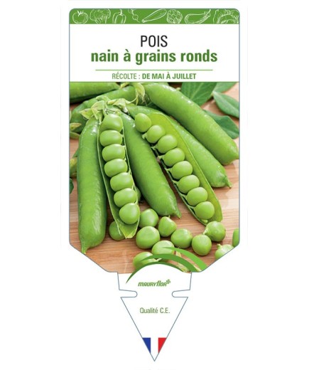 POIS NAIN À GRAINS RONDS