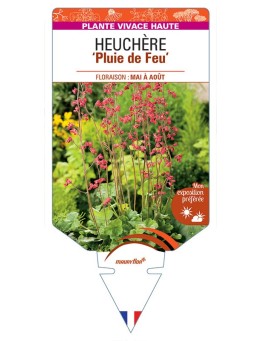 HEUCHERA (x brizoides) 'Pluie de Feu' *
