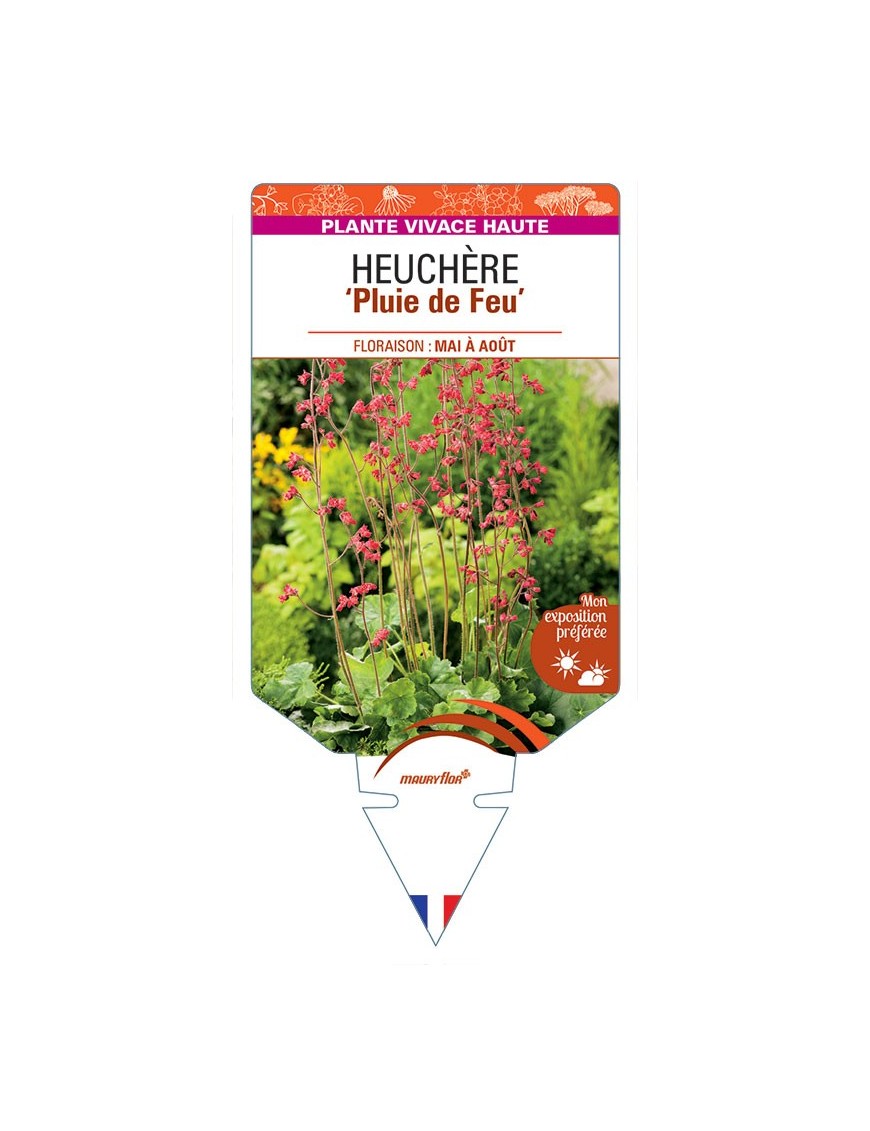 HEUCHERA (x brizoides) 'Pluie de Feu' *