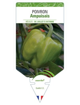POIVRON AMPUISAIS