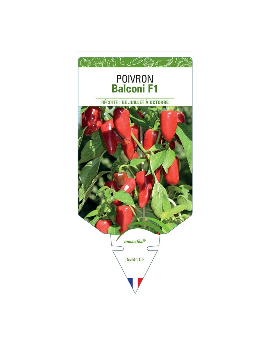 POIVRON BALCONI F1